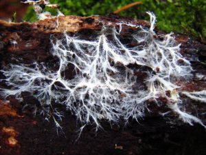 mycelium1